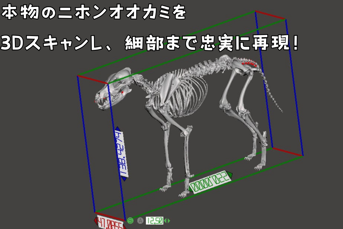 ニホンオオカミ】 縮小 全身骨格レプリカ / レプリカ 標本 コレクション プラモデル 動物標本 骨格レプリカ 狼 フィギュア インテリア 模型 動物  博物館 骨格 頭蓋骨 ミニチュア 3Dプリント 【anf004】 - 和歌山県紀美野町｜ふるさとチョイス - ふるさと納税サイト