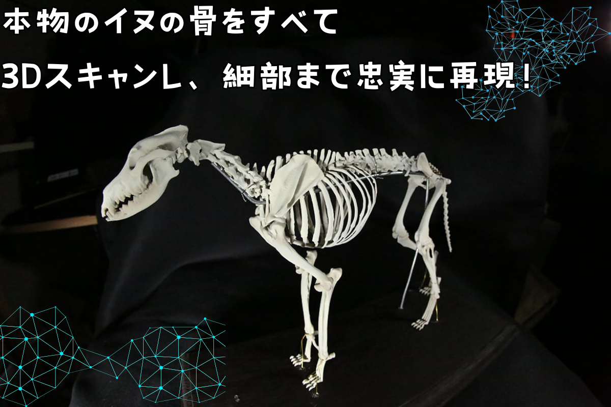 イヌ 】 縮小 全身骨格レプリカ / レプリカ 標本 コレクション プラモデル 動物標本 頭骨レプリカ 犬 フィギュア インテリア 模型 動物 博物館  骨格 頭蓋骨 ミニチュア 3Dプリント 【anf003】 - 和歌山県紀美野町｜ふるさとチョイス - ふるさと納税サイト