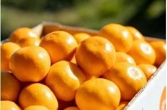 もぎたて新鮮！みかん王国　たらみかん