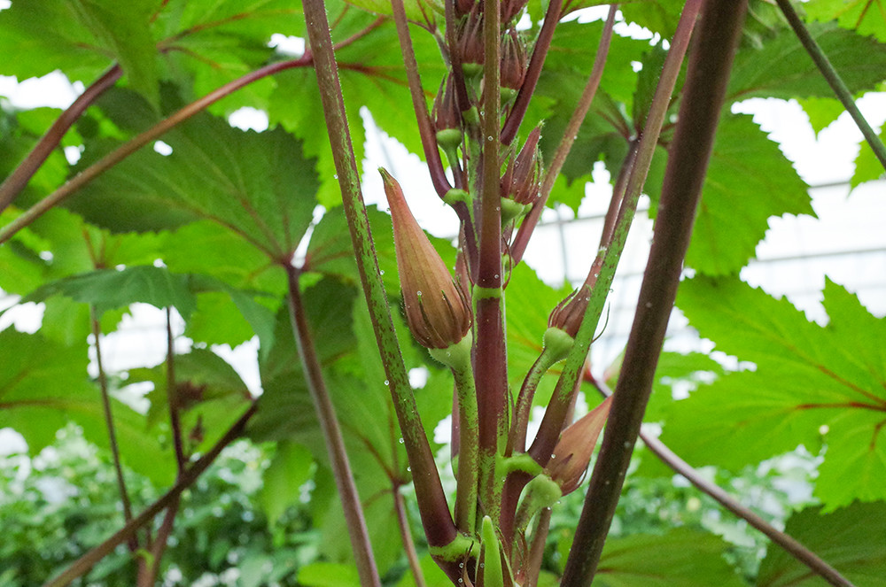 さまざまな野菜を栽培