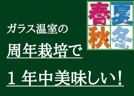 温室栽培で一年中安定生産しております！