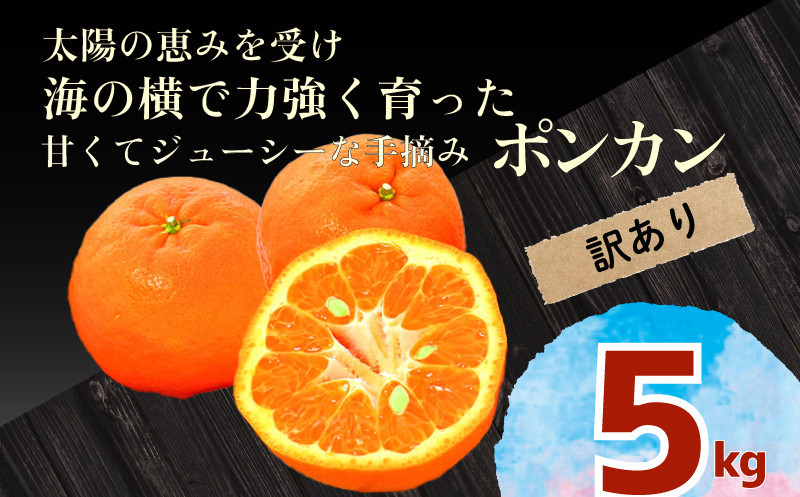 早期予約　太陽と海の恵みをいっぱい受けて力強く育ったポンカン！！