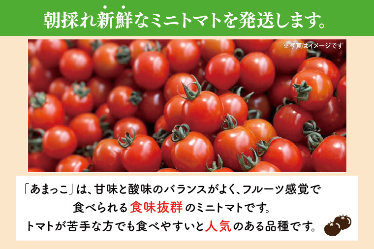 先行予約☆2025年5月～順次発送！】【人気商品】朝採れ あまっこ ミニトマト ３kg 【やさい 野菜 トマト 甘い プチトマト 新鮮 フレッシュ  産地 直送 10000円以下 茨城県 鹿嶋市 】（KAM-19） - 茨城県鹿嶋市｜ふるさとチョイス - ふるさと納税サイト