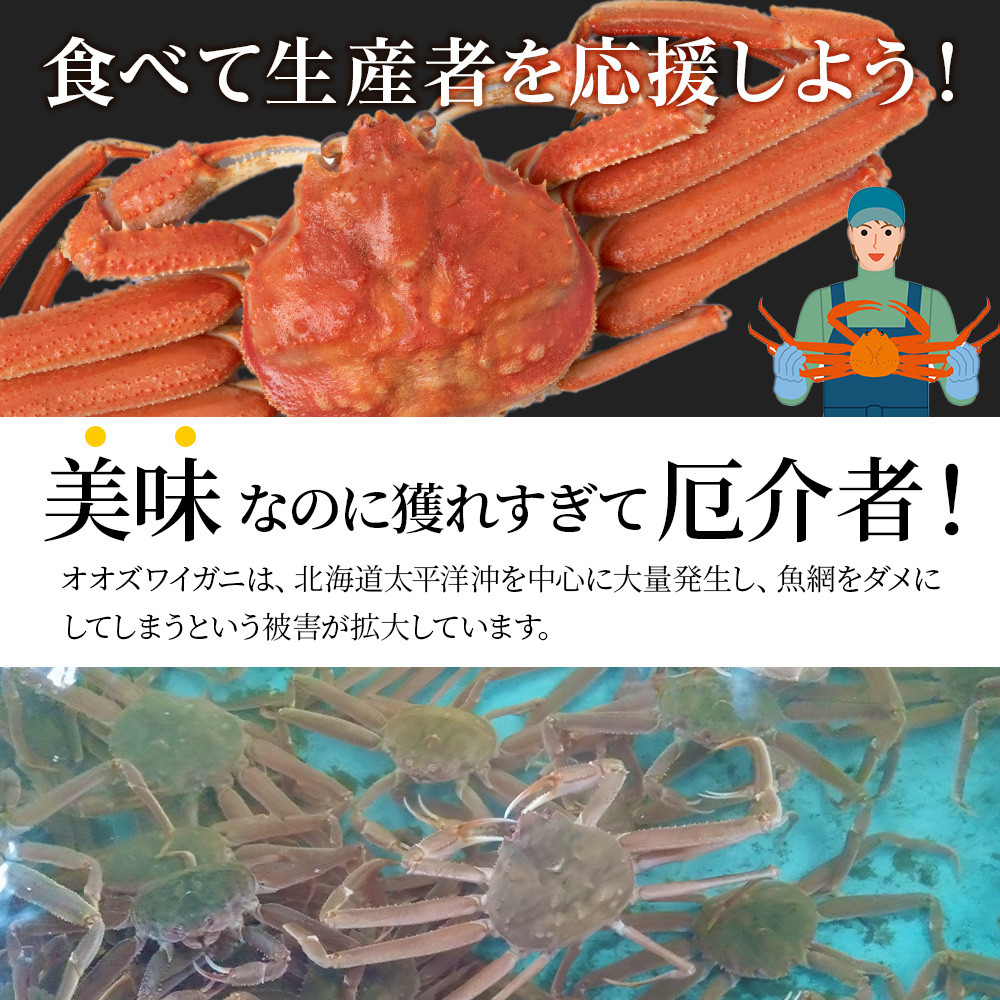 北海道産 大ズワイ 300g～350g ×3尾 ＜斉藤水産＞ オオズワイ 蟹 かに カニ ボイル - 北海道白老町｜ふるさとチョイス -  ふるさと納税サイト