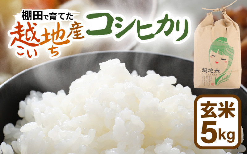 先行予約】【令和7年産 新米】越地 (こいち) 産 コシヒカリ (玄米) 計5kg 【2025年9月中旬以降順次発送予定】[m24-a009] -  福井県美浜町｜ふるさとチョイス - ふるさと納税サイト