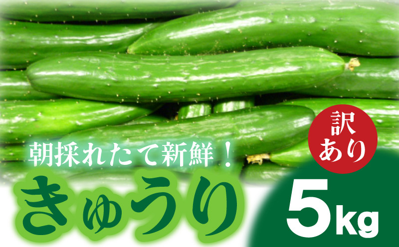 2025年度発送 先行予約 】 きゅうり 訳あり 5kg 朝採れ 野菜 赤土 キュウリ 胡瓜 新鮮 カリカリ 山口産 もぎたて 料理 お弁当 夕飯  サラダ 大容量 遠足 ピクニック 下関市 山口 【2025年8月末頃より出荷】 - 山口県下関市｜ふるさとチョイス - ふるさと納税サイト