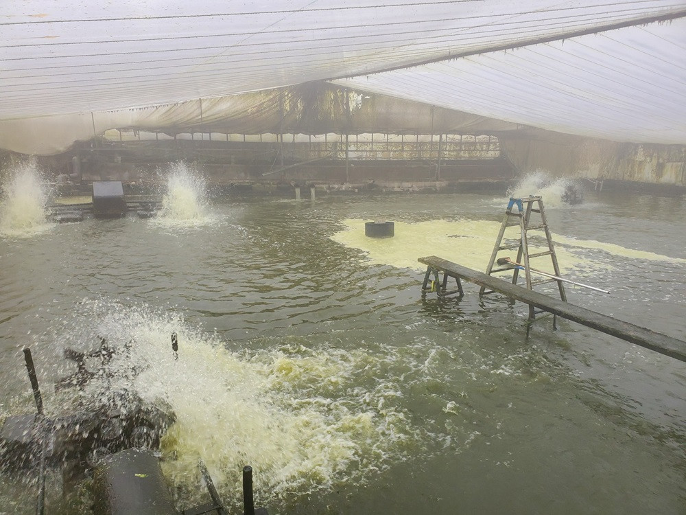 ハウス池の中はこのようになっています