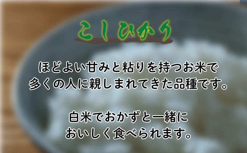 知多米 こしひかり 5kg 米 コシヒカリ 愛知 知多 特産品 南知多 - 愛知県南知多町｜ふるさとチョイス - ふるさと納税サイト