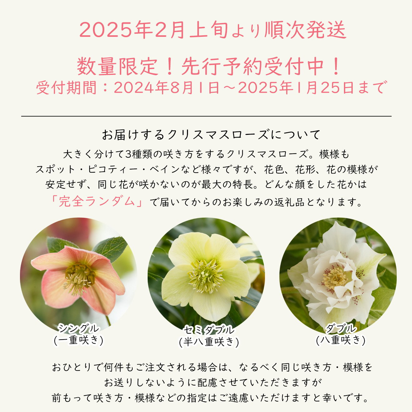 先行予約】花巻温泉バラ園で育ったクリスマスローズ苗 <2025年2月上旬より順次発送> 【1616】 - 岩手県花巻市｜ふるさとチョイス -  ふるさと納税サイト