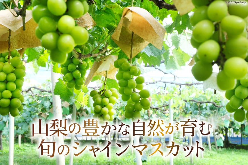 2025年発送】 ぶどう 山梨県産 シャインマスカット 約1.8kg [株式会社えべし 山梨県 中央市 21470730] フルーツ 果物 くだもの  ブドウ シャイン マスカット 葡萄 期間限定 季節限定 - 山梨県中央市｜ふるさとチョイス - ふるさと納税サイト