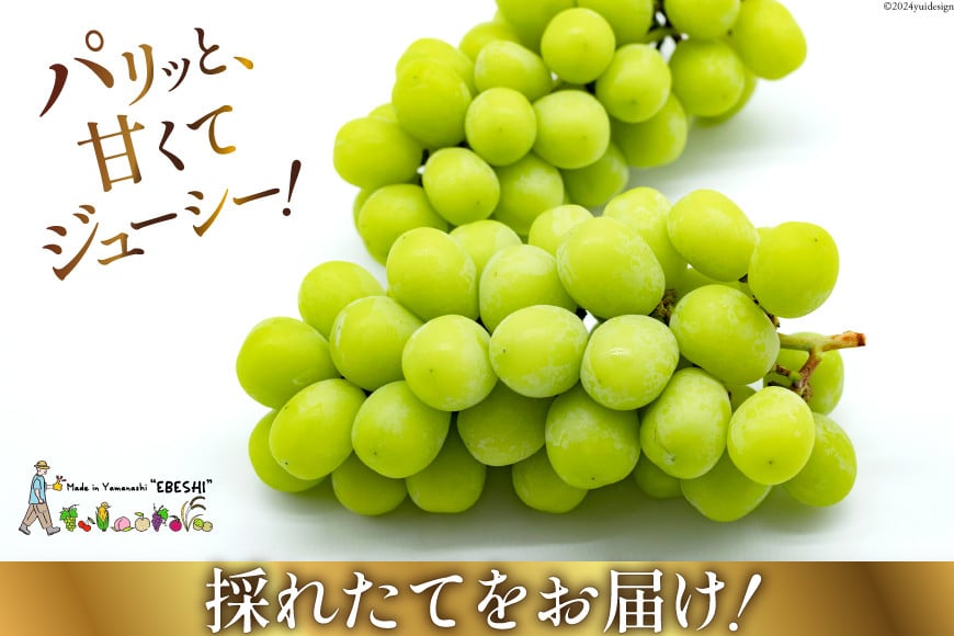 2025年発送】 ぶどう 山梨県産 シャインマスカット 約1.8kg [株式会社えべし 山梨県 中央市 21470730] フルーツ 果物 くだもの  ブドウ シャイン マスカット 葡萄 期間限定 季節限定 - 山梨県中央市｜ふるさとチョイス - ふるさと納税サイト