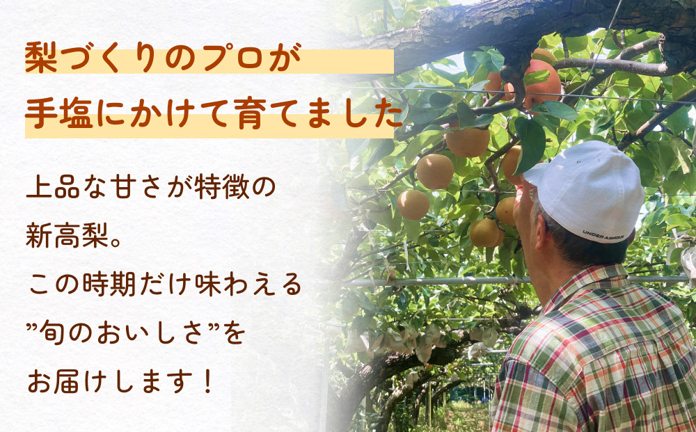 先行予約】令和7年産【新高】なかしま農園の 梨 5kg 梨 にいたか フルーツ 玖珠町 新高 甘さ 上品 旬 果物 くだもの 秋発送 中島さん プロ  手塩 日光 太陽 収穫 令和6年 果樹 梨づくり 美味しい - 大分県玖珠町｜ふるさとチョイス - ふるさと納税サイト