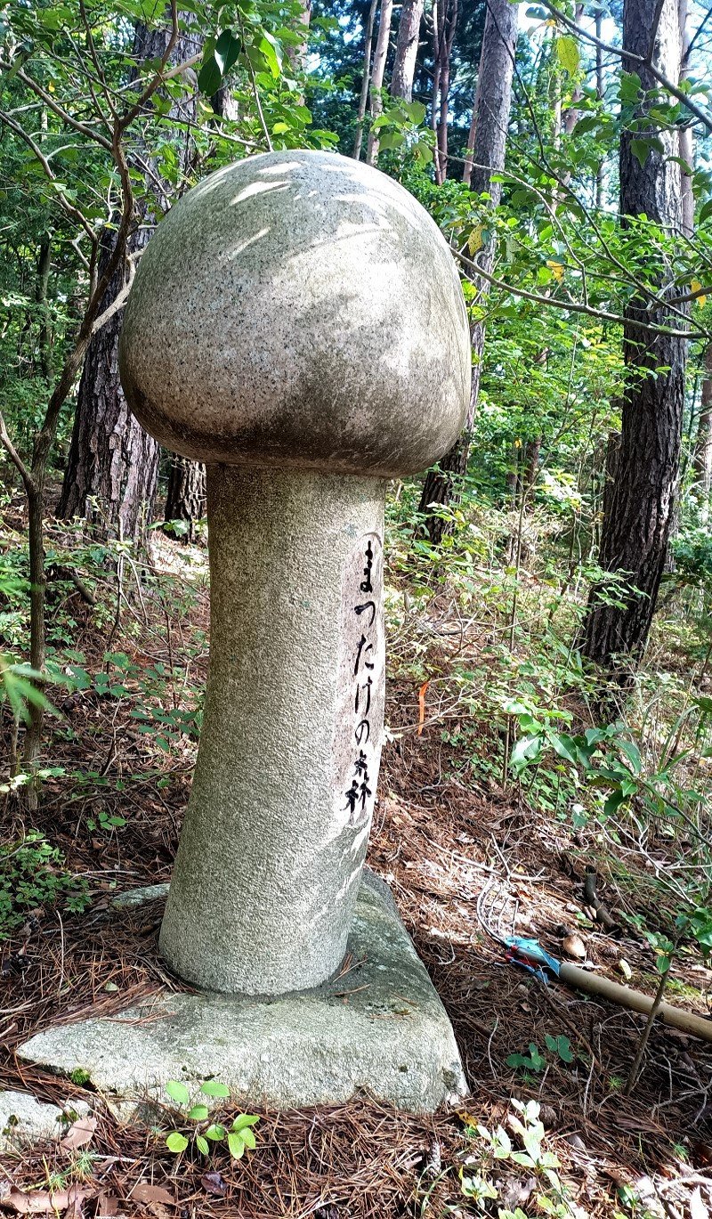 145-01】信州伊那の松茸 500g（訳あり品につきご家庭用です） - 長野県伊那市｜ふるさとチョイス - ふるさと納税サイト