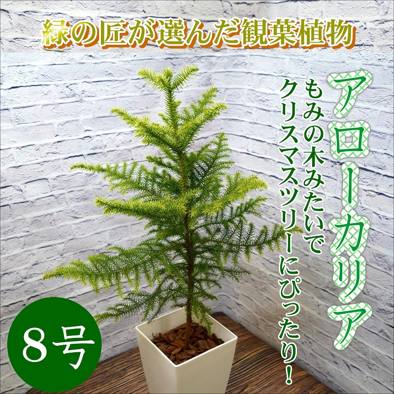 アローカリア(シマナンヨウスギ)