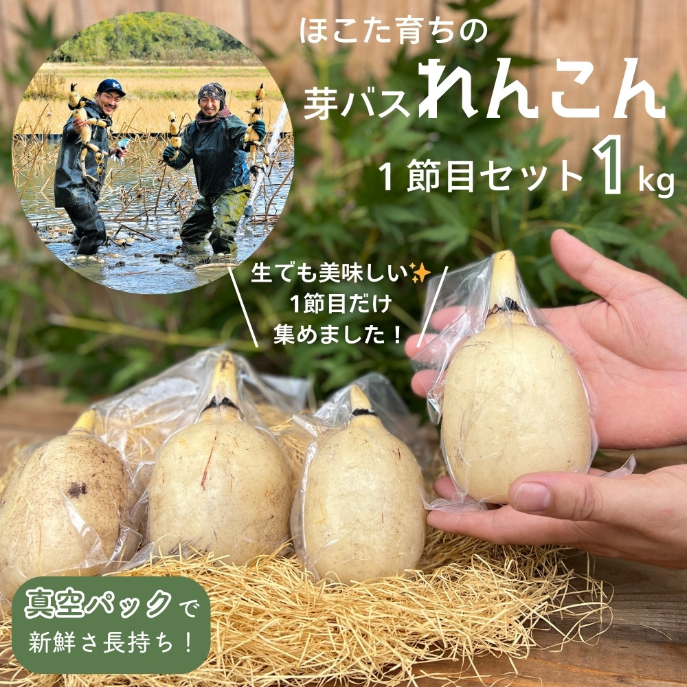 希少 芽バス １節目 れんこん ［真空パック入り / 1kg 以上］ レンコン 蓮根 茨城県産 茨城 鉾田市産 鉾田 - 茨城県鉾田市｜ふるさとチョイス  - ふるさと納税サイト