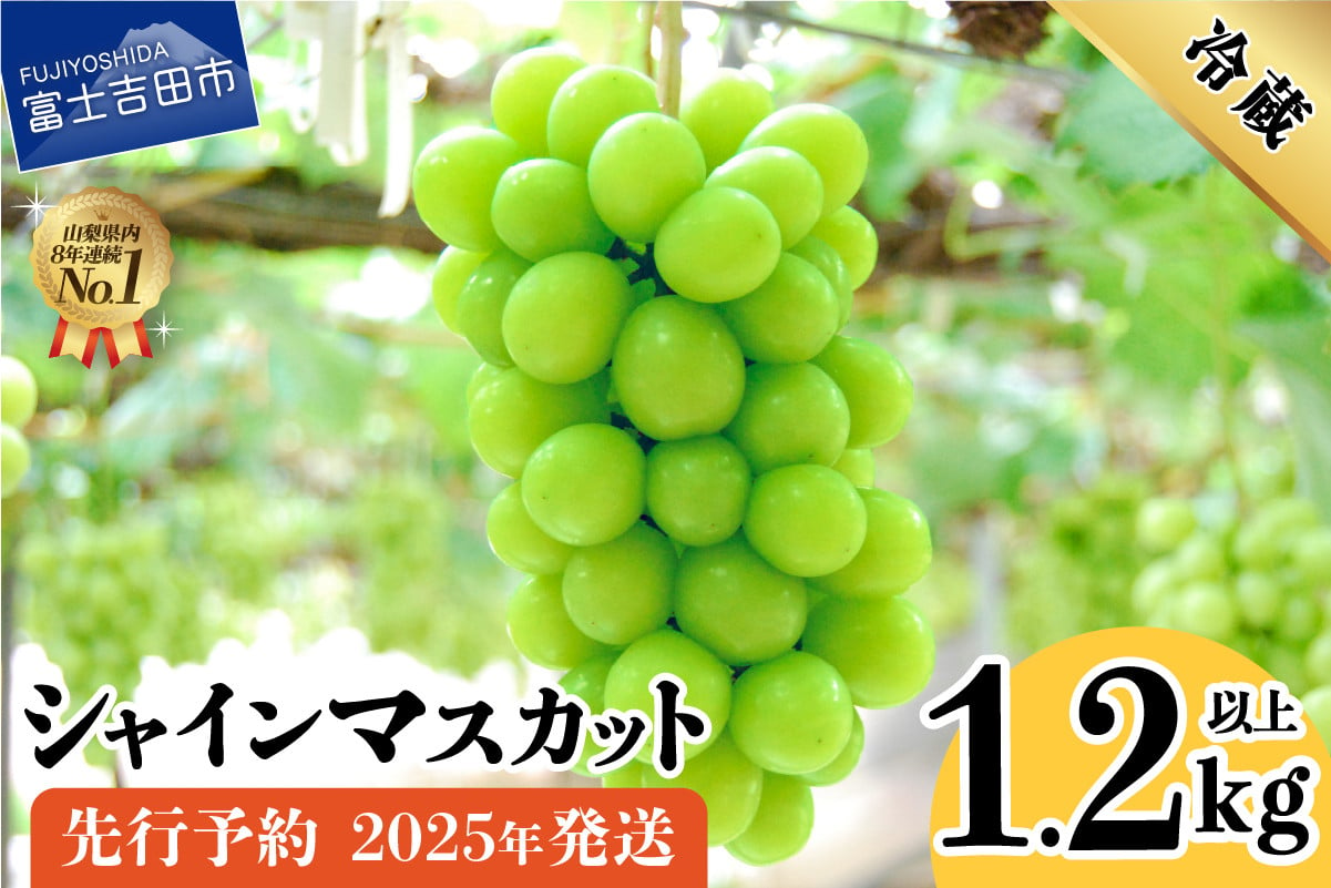 2025年先行予約】山梨県産 シャインマスカット2房 (1.2kg以上) フルーツ シャインマスカット 果物 旬 高級 山梨 富士吉田 - 山梨 県富士吉田市｜ふるさとチョイス - ふるさと納税サイト