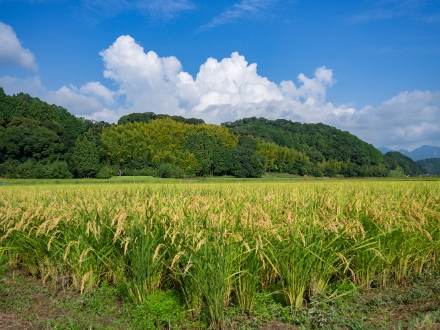 令和6年産 青空市きらりの 選べるお米 5kg 岡山県産 5種の中からお好きな品種を選べる 青空市きらり《30日以内に出荷予定(土日祝除く)》岡山県  矢掛町 白米 精米 米 コメ - 岡山県矢掛町｜ふるさとチョイス - ふるさと納税サイト