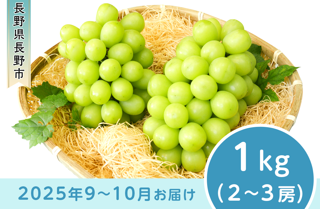 J0498 長野市産 シャインマスカット1kg【2025年9月以降出荷分】フルーツ ぶどう 葡萄 ブドウ 果物 人気 種なし 新鮮 期間限定 令和7年  2025年発送 おすすめ 産地 お届け 長野市 長野県 - 長野県長野市｜ふるさとチョイス - ふるさと納税サイト