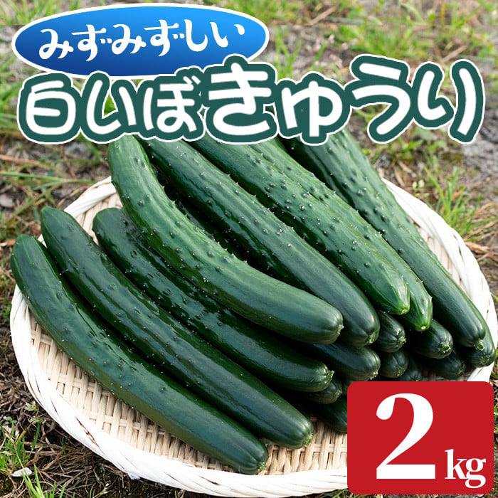 0082702a】名産地の農家直送！みずみずしい白いぼきゅうり(計2kg) 野菜 やさい 旬 新鮮 サラダ キュウリ 胡瓜【吉ヶ崎農園】 -  鹿児島県東串良町｜ふるさとチョイス - ふるさと納税サイト