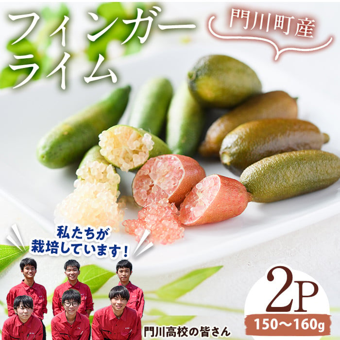 数量限定・期間限定＞宮崎県門川町産フィンガーライム(150～160g) 柑橘 希少 ライム キャビアライム シトラス ミアローズ ティスティグリーン  ピンクパール レッドスパークリング ダークレッド 高校生 高校【AU-2】【宮崎県立門川高等学校】 - 宮崎県門川町｜ふるさと ...