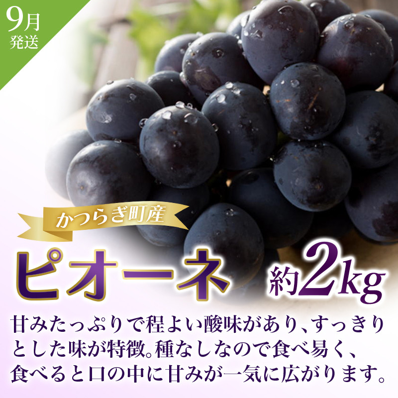 紀州和歌山産 ピオーネ 約2kg の詳細はこちら