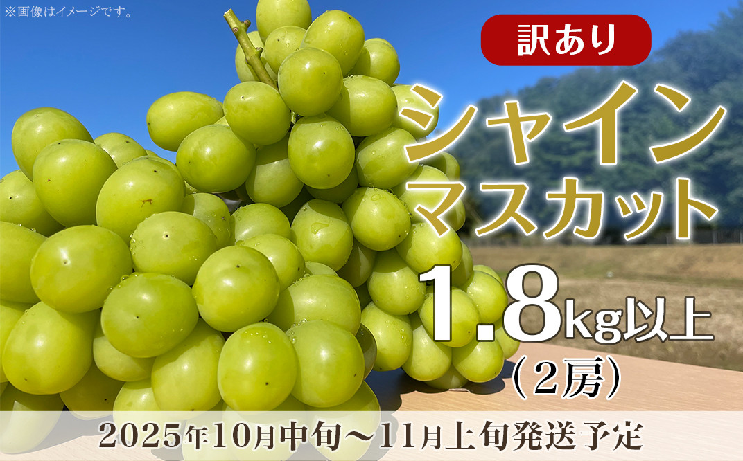 訳あり】シャインマスカット 2房（1.8kg以上）【2025年10月中旬～11月上旬発送予定】（星のさと・ぶどう工房） - 岡山県井原市｜ふるさとチョイス  - ふるさと納税サイト