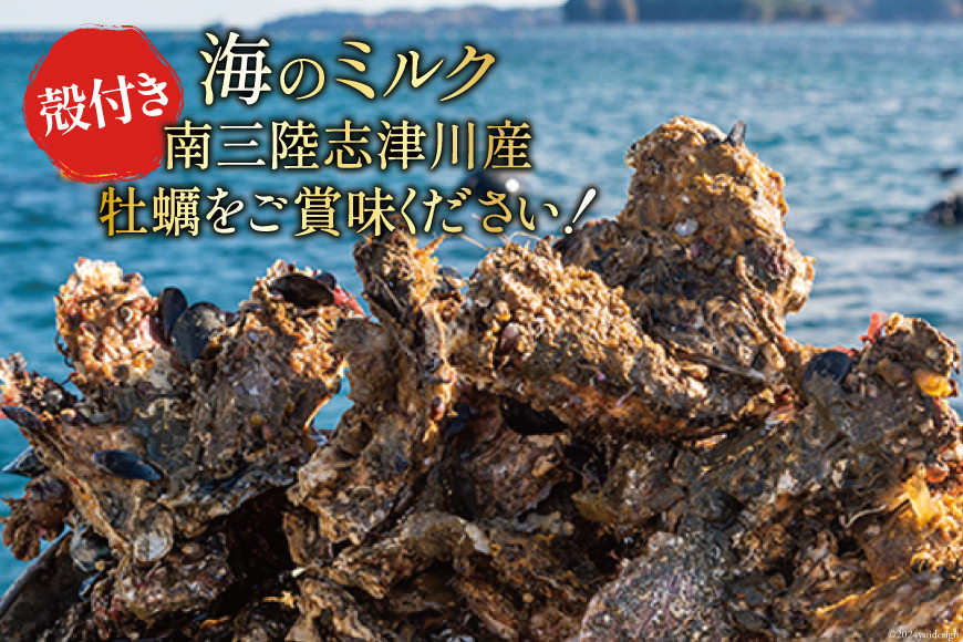 期間限定発送】牡蠣 南三陸志津川産 殻付き牡蠣 8.5kg 50個前後 [南三陸牡蠣倶楽部 宮城県 南三陸町 30ao0003 カキ かき 生牡蠣  魚貝類 生牡蠣 貝 海鮮 魚介類 オイスター カキフライ カキ鍋 アヒージョ 魚介 期間限定 冷蔵 新鮮 濃厚 - 宮城県南三陸町｜ふるさとチョイス  ...