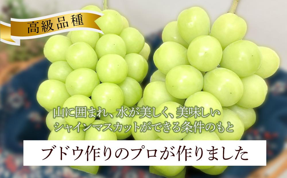 ぶどう 2025年 先行予約 岡山県産 高級 シャインマスカット 700g以上 1房 贈答品＜9月以降発送＞ - 岡山県岡山市｜ふるさとチョイス -  ふるさと納税サイト