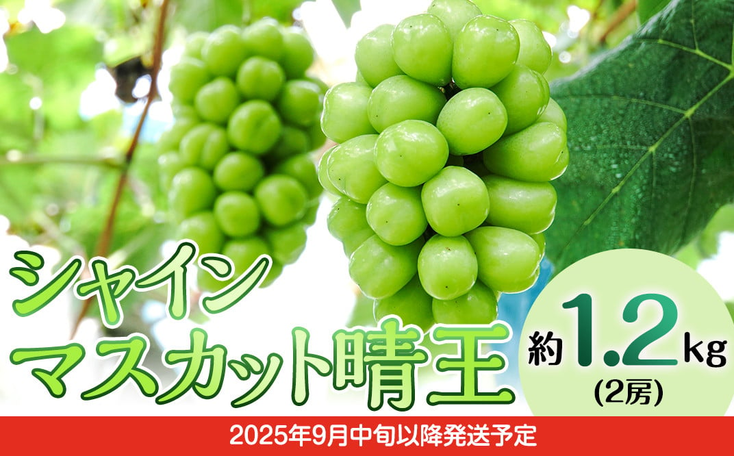 フルーツ 定期便 年3回 2025先行予約 岡山 シャインマスカット 晴王 黒ぶどう 白桃 旬 果物 岡山県産 ブドウ もも くだもの お楽しみ定期便  - 岡山県井原市｜ふるさとチョイス - ふるさと納税サイト