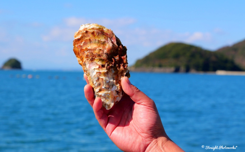 鰹 金華 伊達 かつお 刺身 2本セット 冷凍 カツオ 海鮮 魚 お魚 刺身 