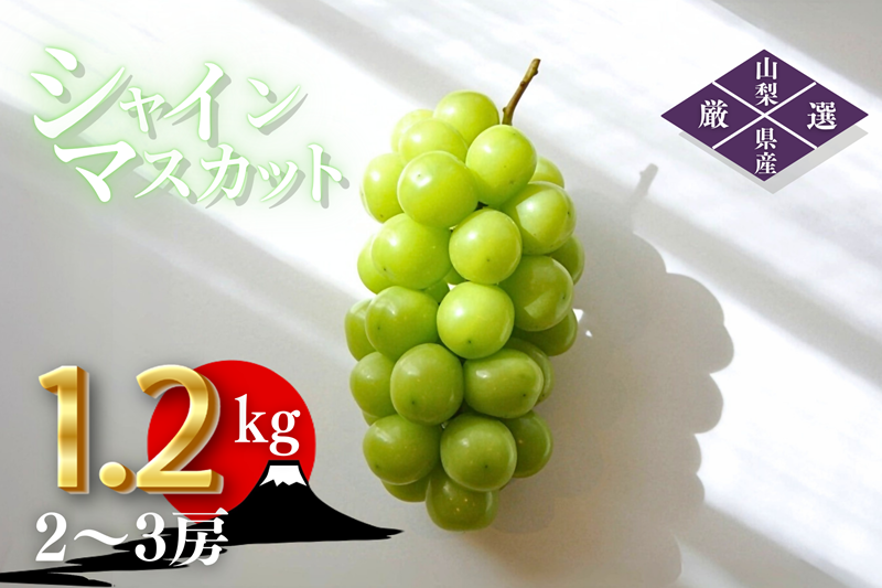 シャインマスカット 約1.2kg（2～3房）山梨県甲州市 産地直送【2025年発送】（ORJ）B12-802 【シャインマスカット 葡萄 ぶどう  ブドウ 令和7年発送 期間限定 山梨県産 甲州市 フルーツ 果物】 - 山梨県甲州市｜ふるさとチョイス - ふるさと納税サイト