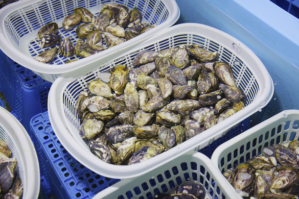 細菌・不純物を取り除いた安心の美味しさ