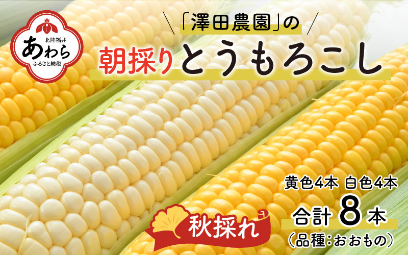 先行予約】秋とうもろこし 黄色 白色 計8本 おおもの 朝採り ／ 期間限定 数量限定 ハウス栽培 産地直送 甘い ミックス スイートコーン 白い  とうもろこし ホワイトコーン 野菜 あわら ※2025年10月10日より順次発送 - 福井県あわら市｜ふるさとチョイス - ふるさと納税サイト