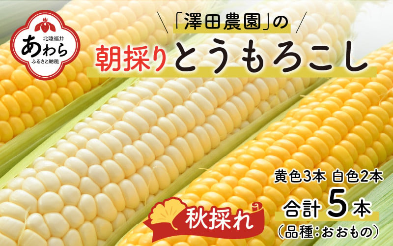 ふるさと納税 富良野市 【2025出荷】食べ比べホワイトコーンとイエローコーン朝採り当日