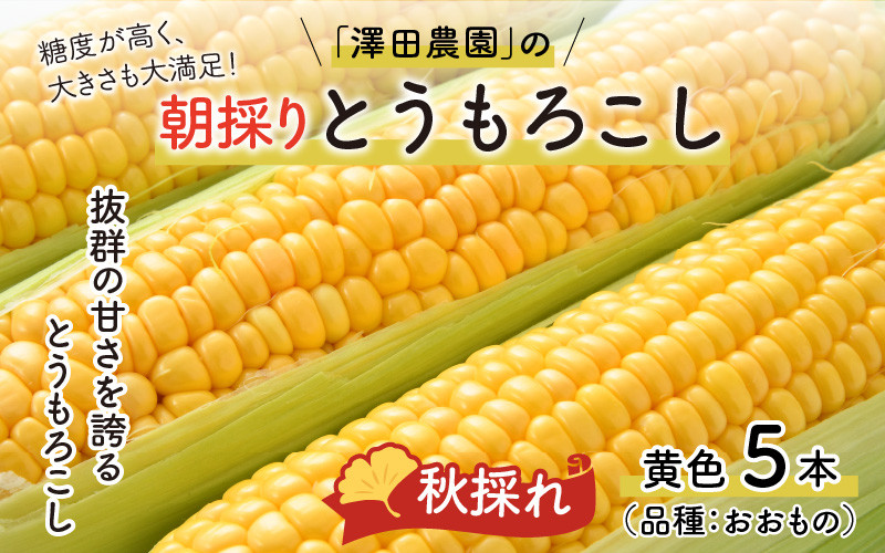 先行予約】秋とうもろこし 5本 おおもの 黄色 朝採り ／ 期間限定 数量限定 ハウス栽培 産地直送 甘い スイートコーン とうもろこし 野菜 あわら  ※2025年10月10日より順次発送 - 福井県あわら市｜ふるさとチョイス - ふるさと納税サイト