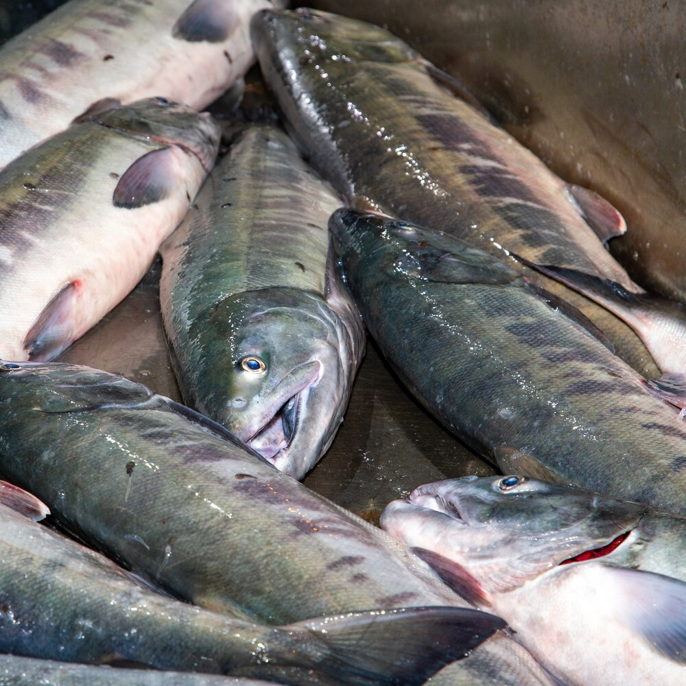 令和6年新物＞塩いくら500g(250g×2) イクラ 北海道 人気 おすすめ 小分け 魚卵 天然【1565548】 -  北海道標津町｜ふるさとチョイス - ふるさと納税サイト