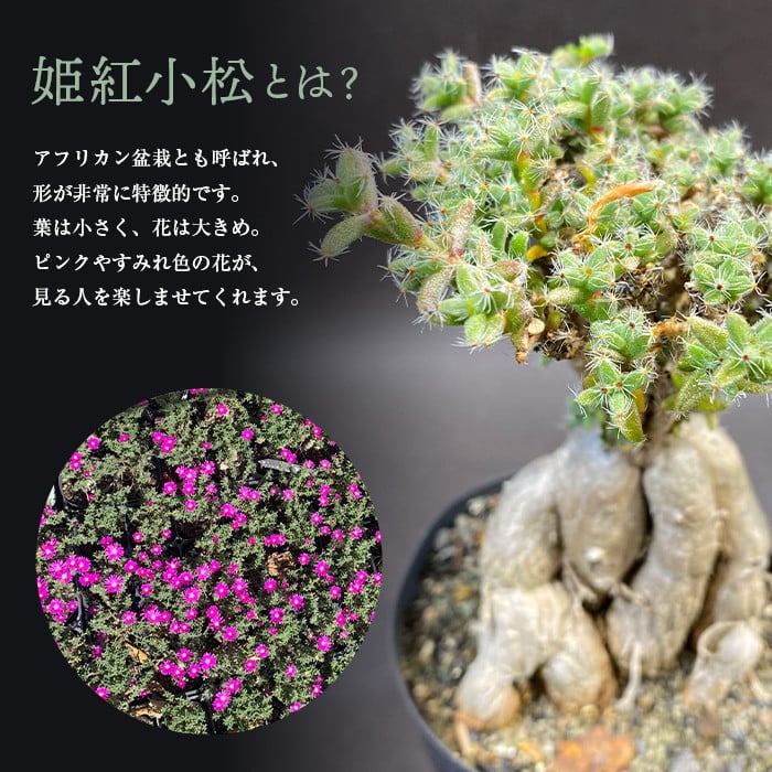 白峯園】 姫紅小松 25年生前後 塊根植物 トリコディアデマ バルボサム Trichodiadema bulbosum 観葉植物盆栽 観葉 植物  コーデックス メセン インテリア F21J-115 - 青森県平内町｜ふるさとチョイス - ふるさと納税サイト