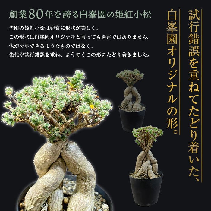 白峯園】 姫紅小松 25年生前後 塊根植物 トリコディアデマ バルボサム Trichodiadema bulbosum 観葉植物盆栽 観葉 植物  コーデックス メセン インテリア F21J-115 - 青森県平内町｜ふるさとチョイス - ふるさと納税サイト