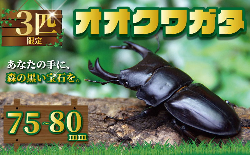 国産オオクワガタ オス 75~80mm 成虫 昆虫 オオクワガタブリーダー クワガタブリーダー クワガタ カブトムシ プレゼント 自由研究 夏休み  スイカ ギフト 国産 千葉県 銚子市 銚子オオクワガタ倶楽部 - 千葉県銚子市｜ふるさとチョイス - ふるさと納税サイト