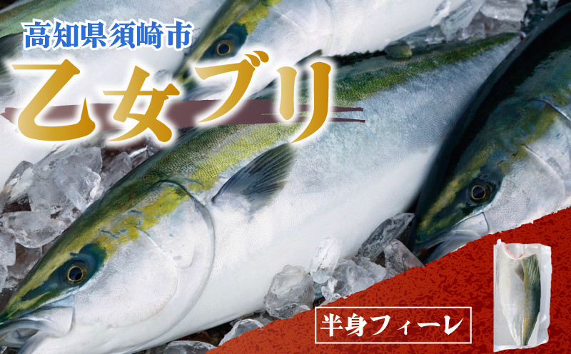 乙女ブリ 1本 4~5kg 丸ごと一本 ブランド 鰤 ぶり ブリ 冷蔵 ブリ しゃぶ 高知県 須崎市 高知 鰤 年末 正月 新鮮 魚 鮮魚 贈り物  ギフト KS035 - 高知県須崎市｜ふるさとチョイス - ふるさと納税サイト