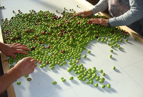 選果作業 傷などないか厳しく選別