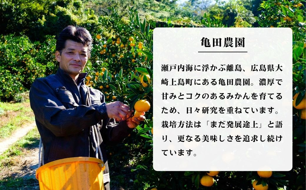 11～2月発送] 瀬戸内の亀ちゃん みかん 約10kg 国産 瀬戸内 広島