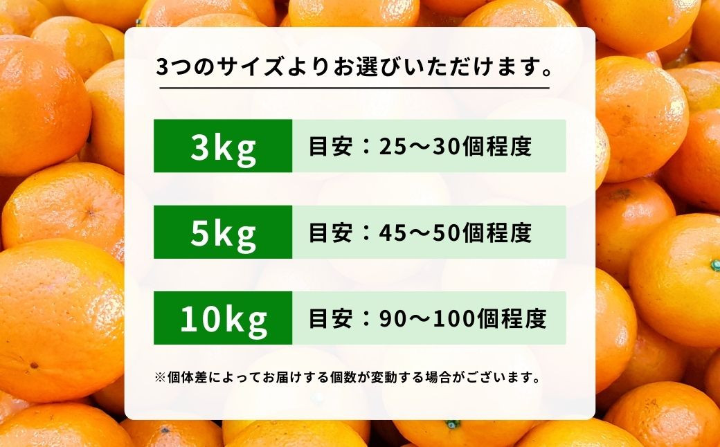 11～2月発送] 瀬戸内の亀ちゃん みかん 約10kg 国産 瀬戸内 広島