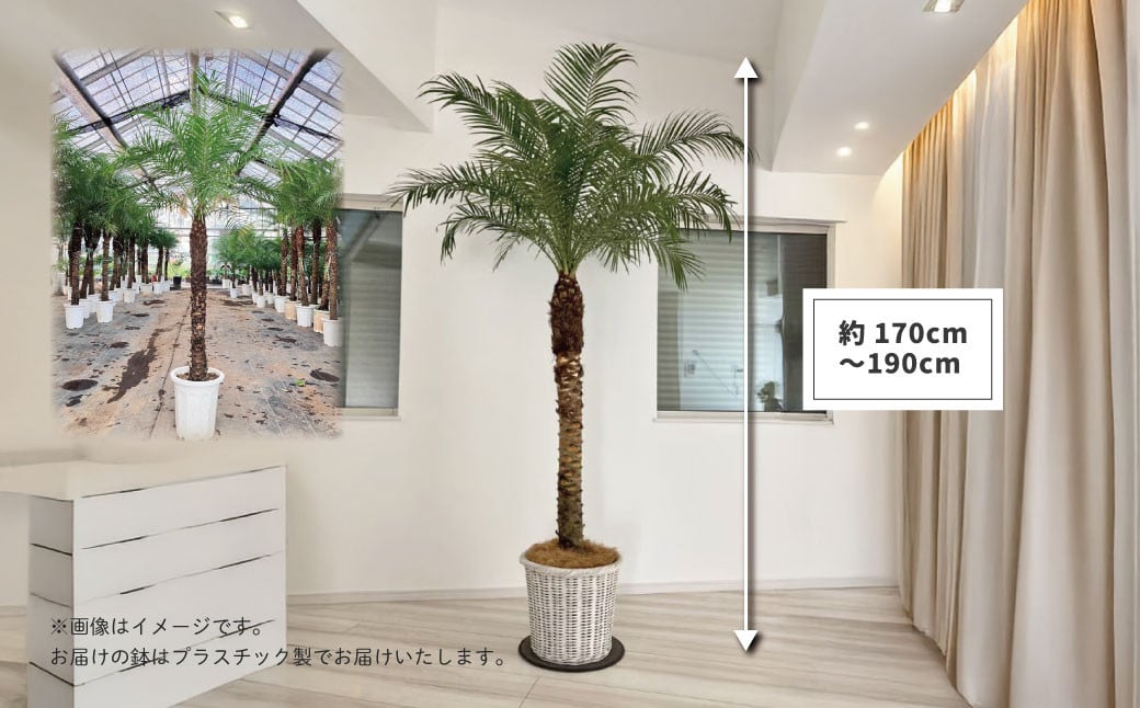 観葉植物 フェニックスロベレニー ロベ 10号（鉢下から葉先まで