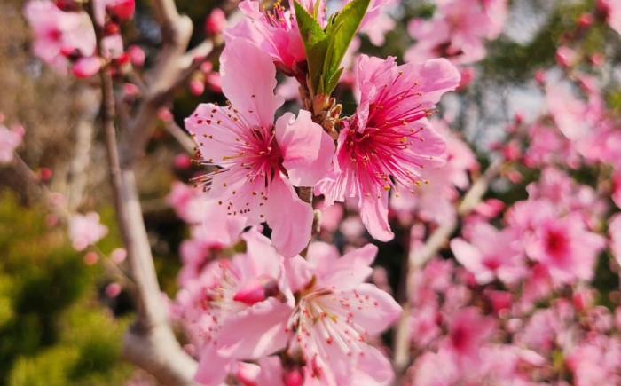 【2025年3月26日撮影】 満開の桃の花