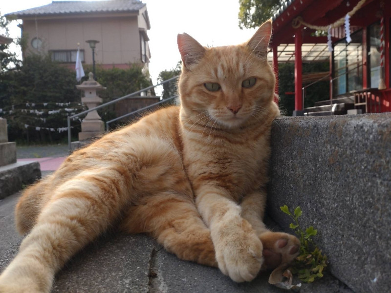 写真