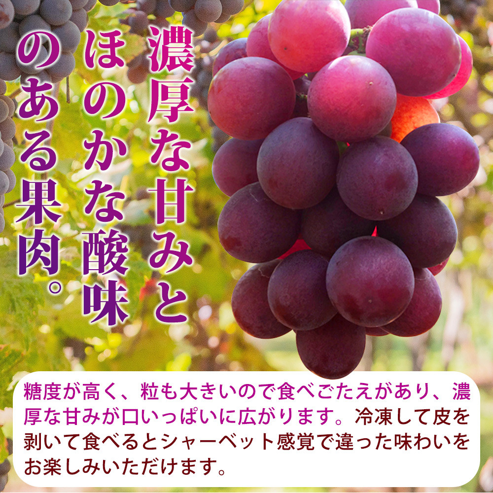 紀州和歌山産 巨峰ぶどう 約2kg の詳細はこちら