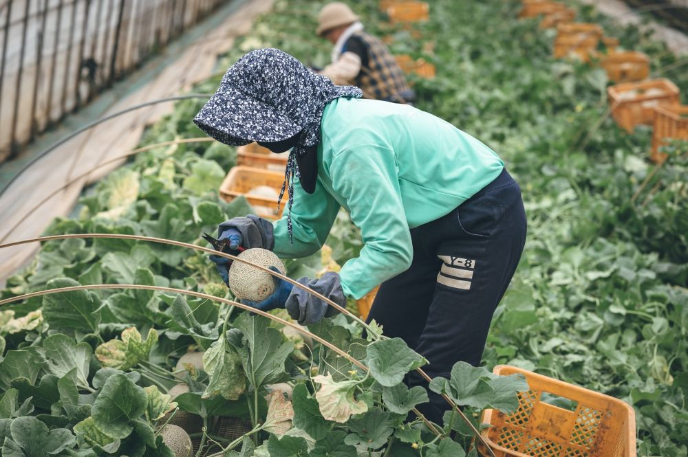 収穫時期は暑くても、喜びが勝る季節です