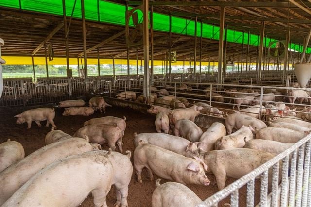 愛情をもって大切に育てています。