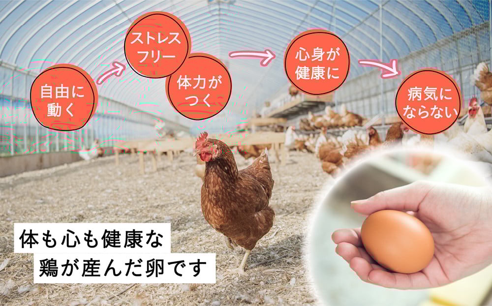 こだわりの無投薬・平飼い有精卵 50個《厚真町》【テンアール こだわりの無投薬・平飼い有精卵 50個《厚真町》【テンアール
